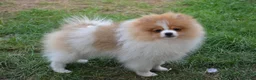 Pomeranian dogs for sale: PACO - Beautiful Pomeranian Boy - Advert 31