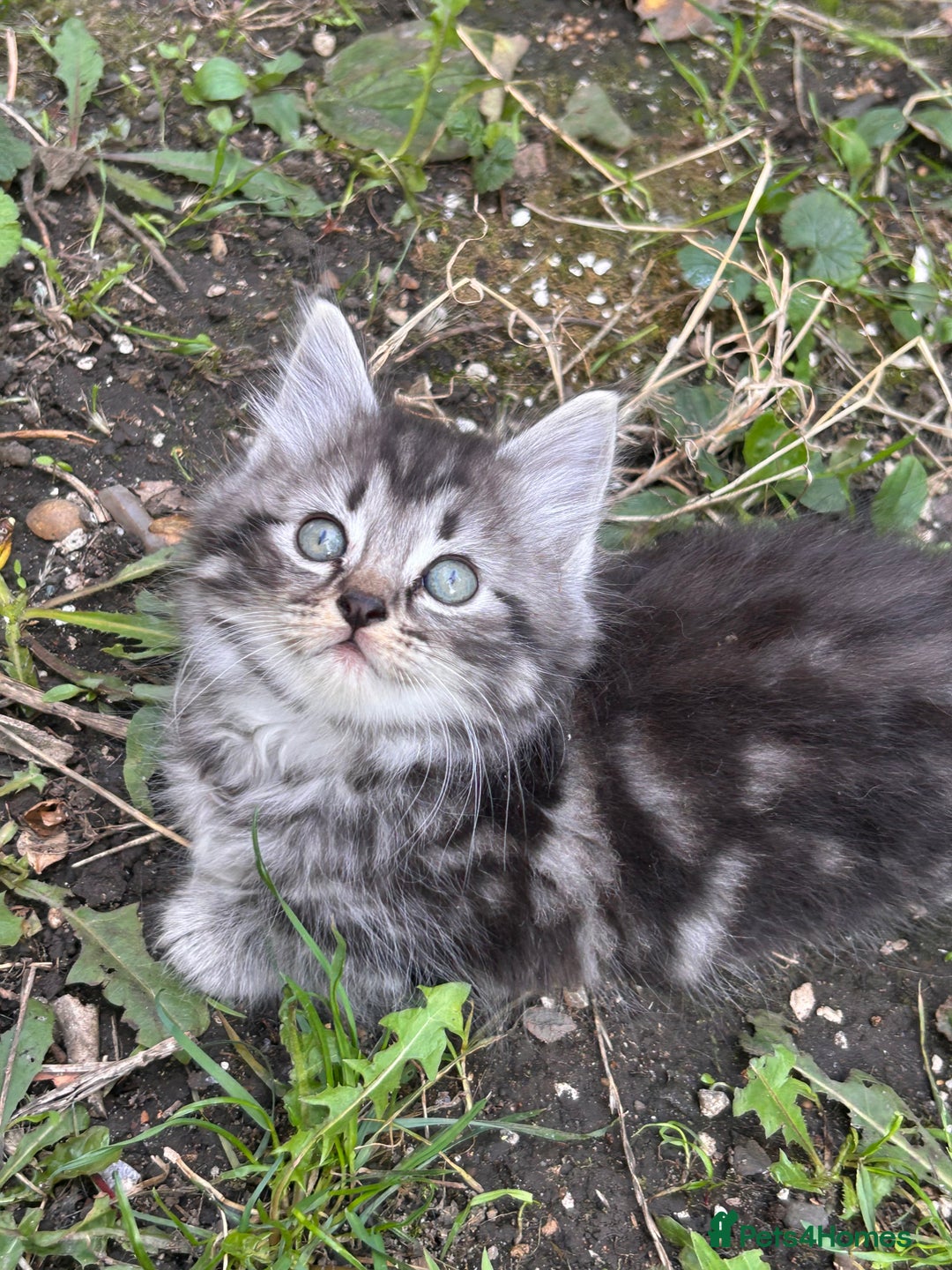 Perdoll cats for sale: Ragdoll cross kitten (all available)😻 - Image 3