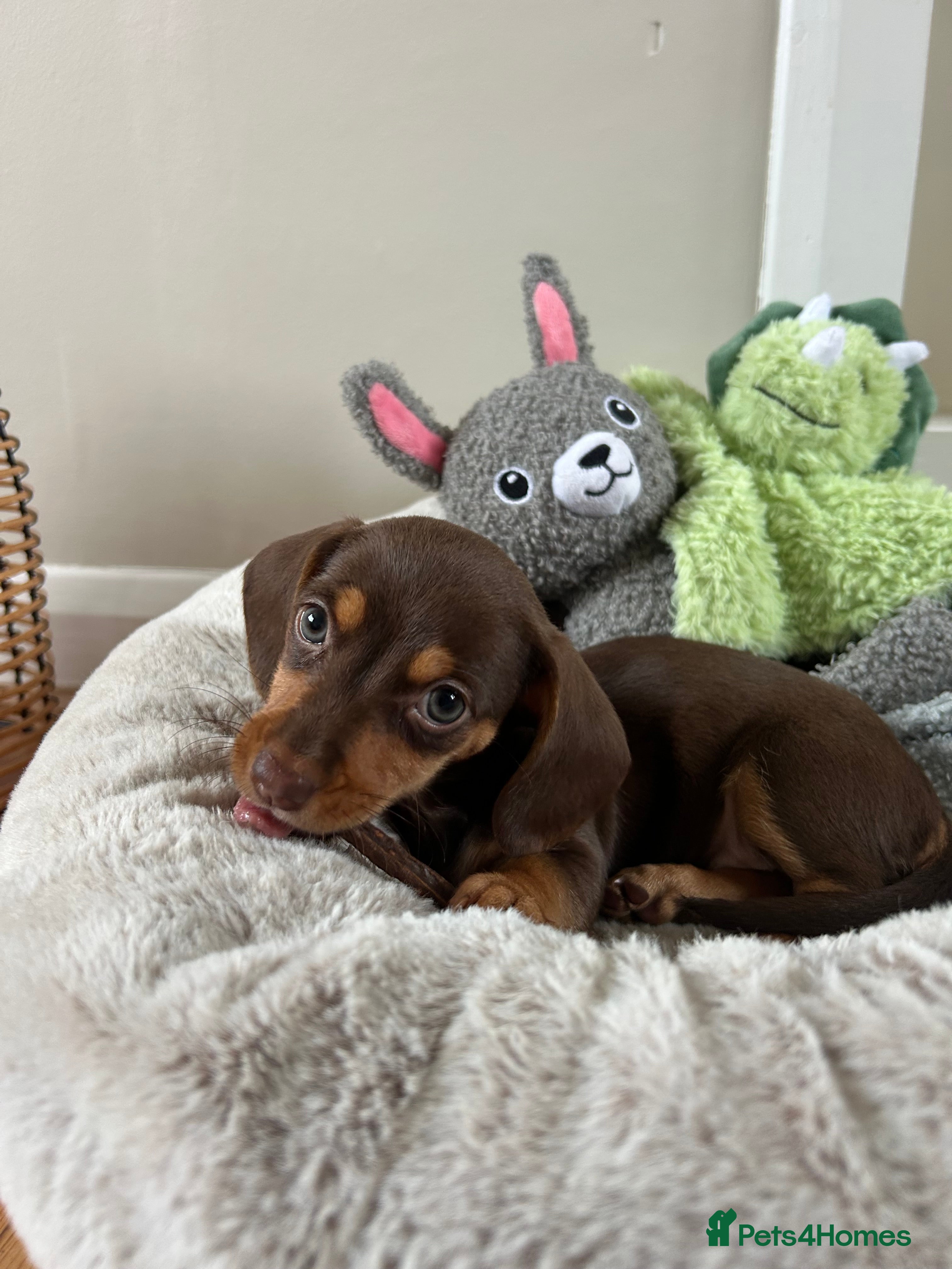 Miniature Dachshund dogs 8 week old female - Advert 8