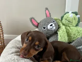 Miniature Dachshund dogs 8 week old female - Advert 2