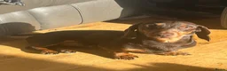 Miniature Dachshund dogs for stud: 🤎 Mr Brown VERY SMALL Health tested KC reg Stud🤎 - Advert 4