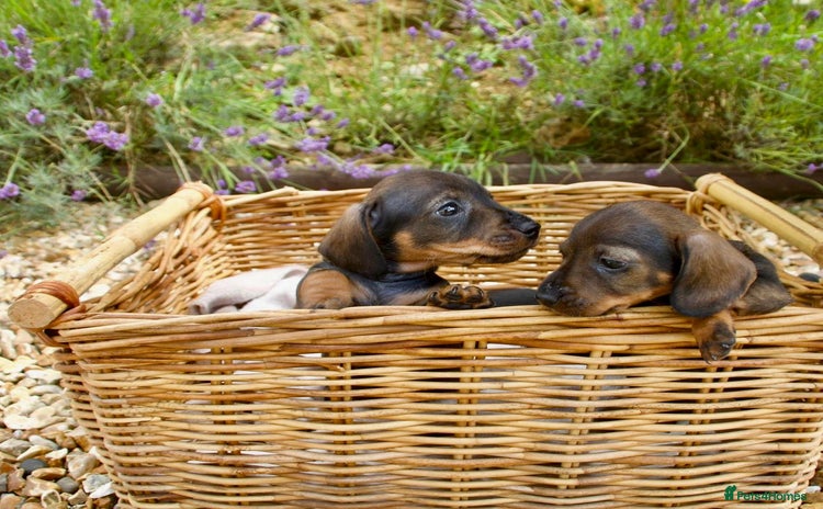 Miniature Dachshund dogs - Advert 10