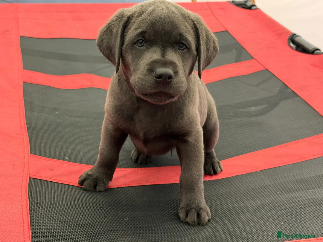 Labrador Retriever dogs for sale: KC Charcoal & Silver Labradors – Health Tested - Advert 2