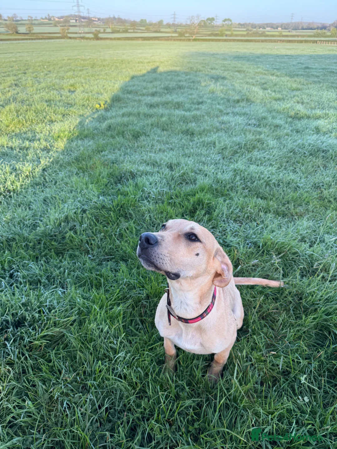 Greyhound dogs for sale: Super sweet and super happy pup - Advert 1