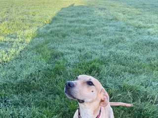 Greyhound dogs Super sweet and super happy pup - Advert 5