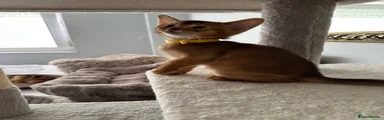 Abyssinian Kitten 4