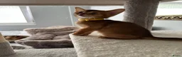 Abyssinian cats for sale: Abyssinian kittens 🌟😻🌟 - Advert 31