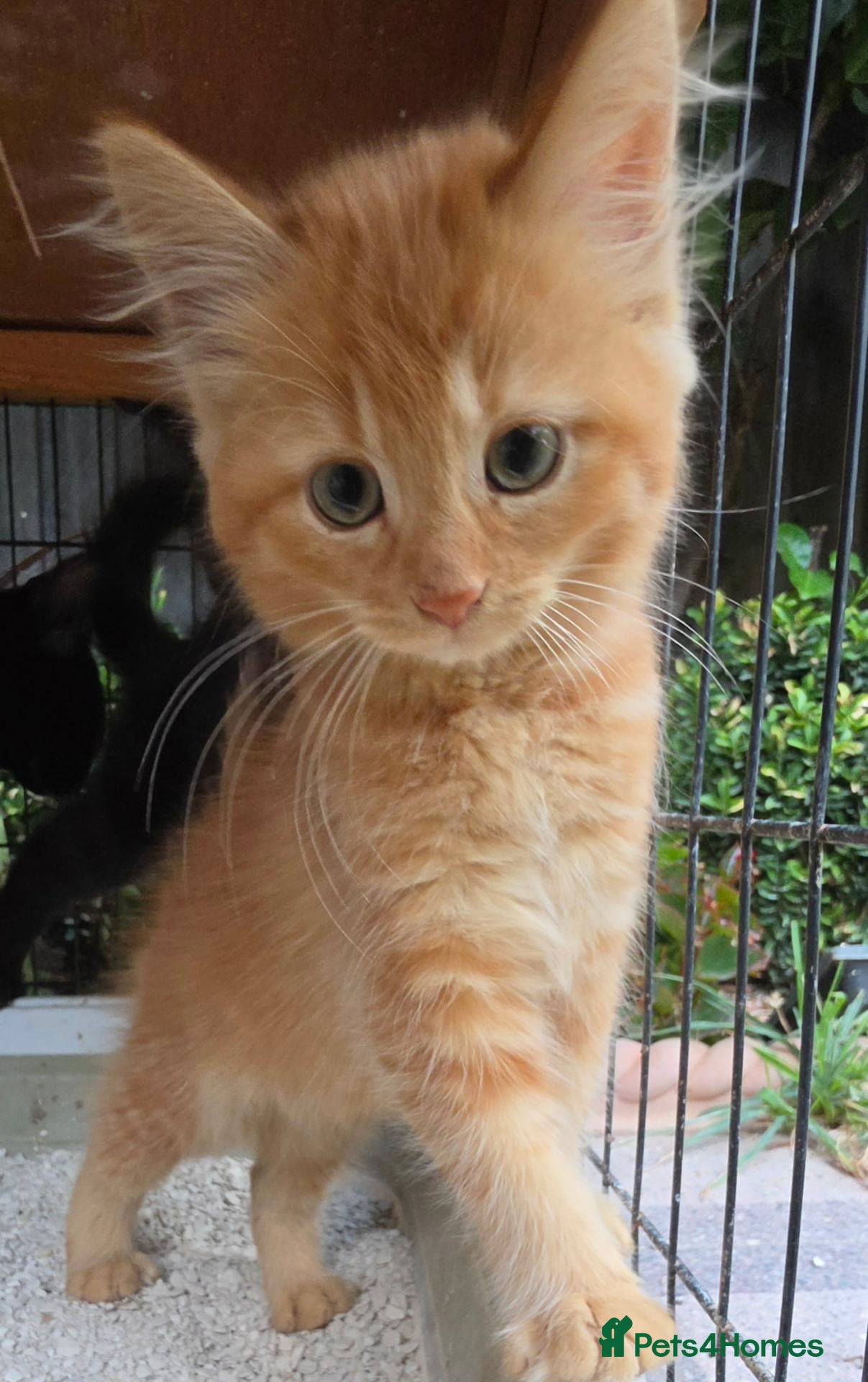 Persian cats Lovely half persian kitten - Advert 1
