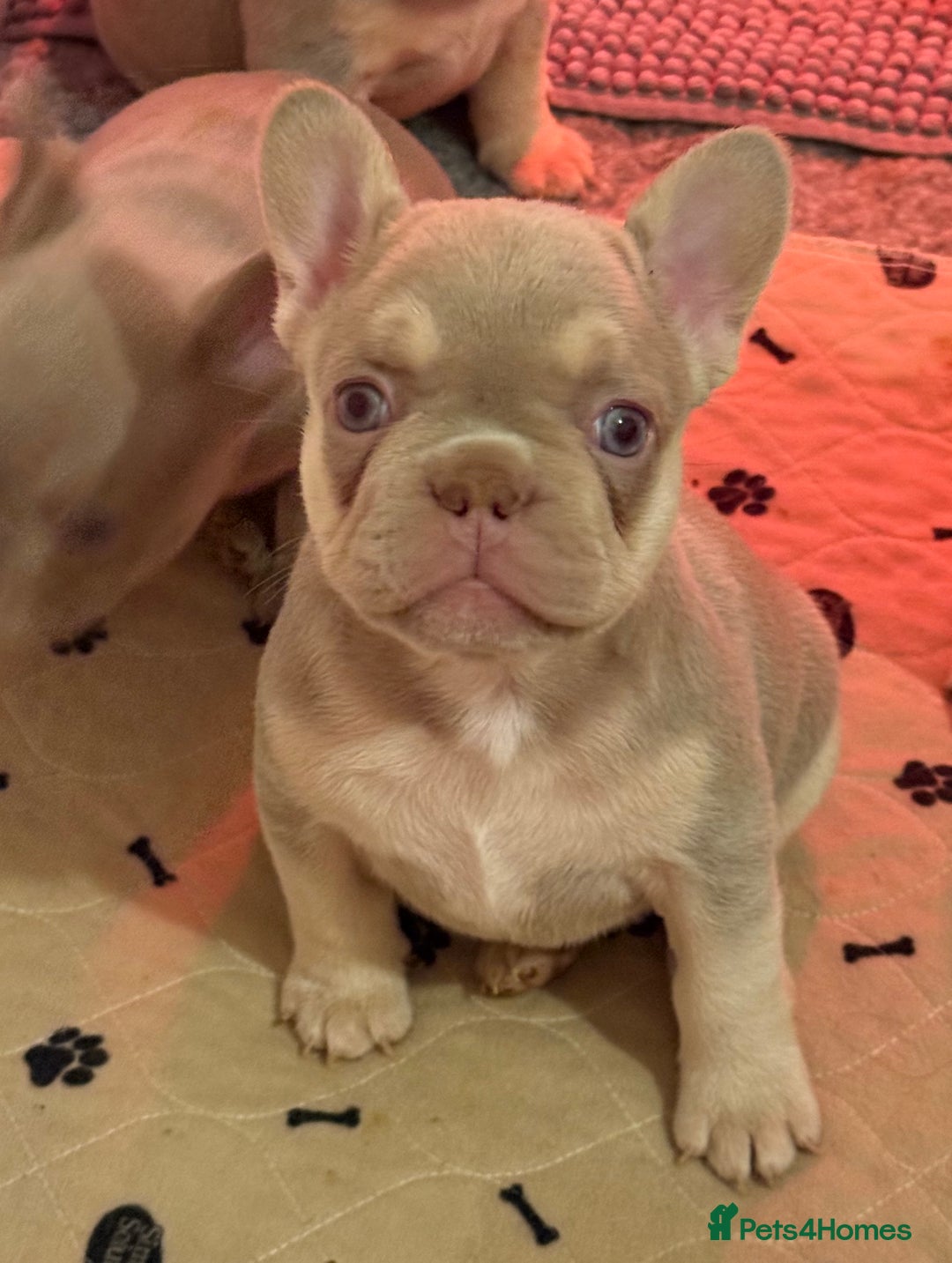 French Bulldog dogs for sale: French Bulldog Puppies  - Advert 9