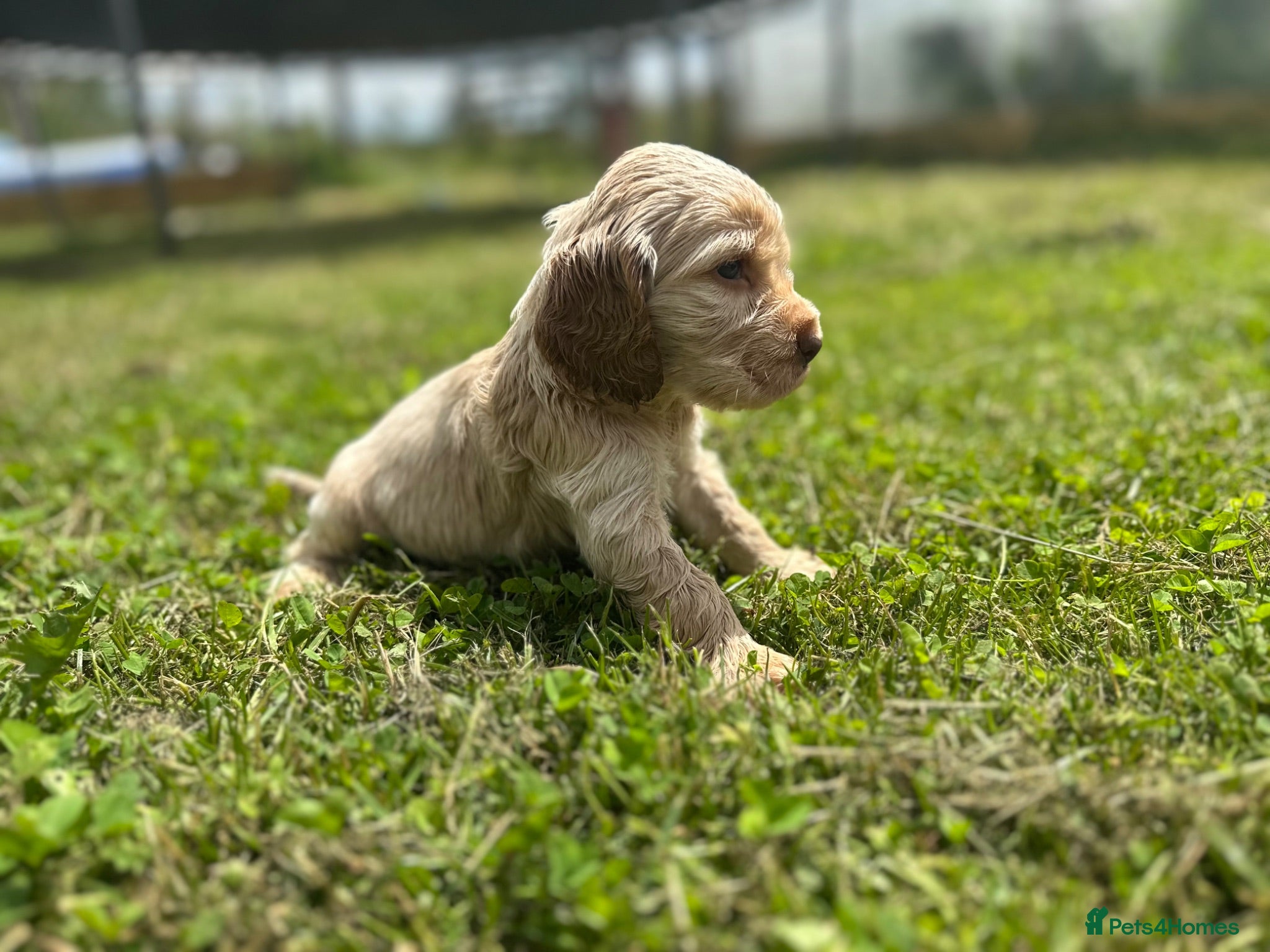 Cocker Spaniel dogs One gold boy available  - Advert 1