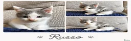 British Shorthair cats for sale: 🐾 British Shorthair Cross Kittens 🐾 - Advert 5