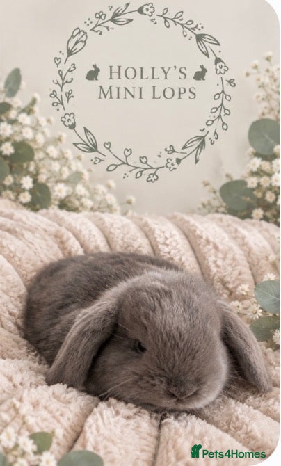 Mini Lop rabbits for sale: Gorgeous mini lops for sale  - Advert 1