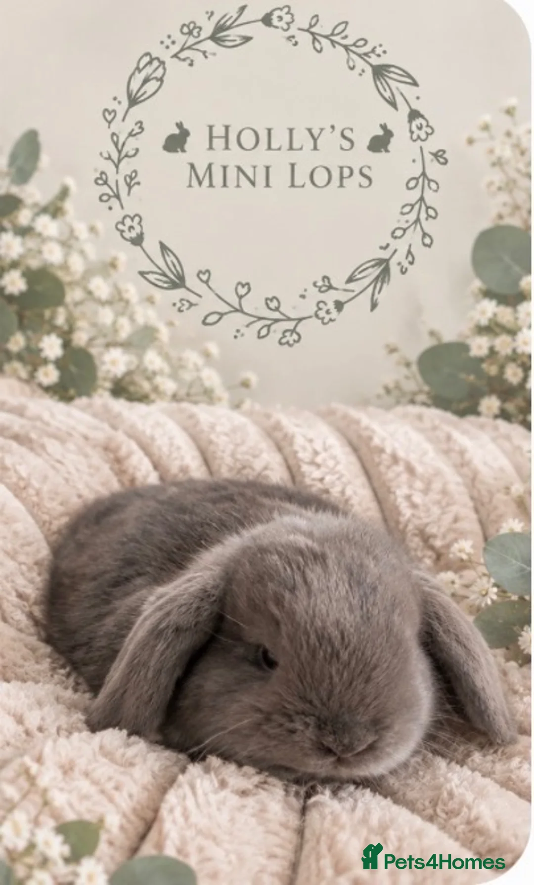 Mini Lop rabbits for sale: Gorgeous mini lops for sale  - Advert 1