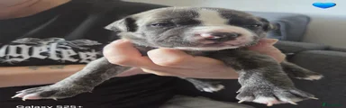 Mixed Breed 4
