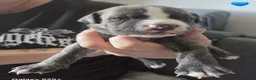 Mixed Breed dogs for sale: Cane Corso/Staffie Puppies For Sale - Advert 6