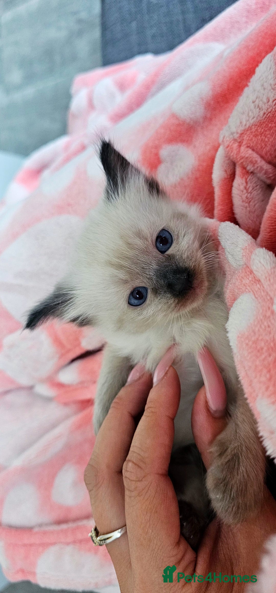 Ragdoll cats for sale: Purebred Chocolate point girl - Image 1