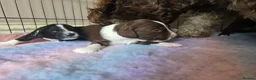 Mixed Breed dogs for sale: Bordoodle X Springer Spaniel puppies  - Advert 35