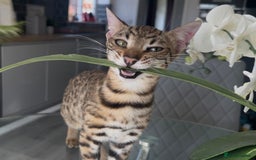 Bengal cats for sale: Intensively socialised bengal kittens - lap cats! in Scunthorpe - Image 5
