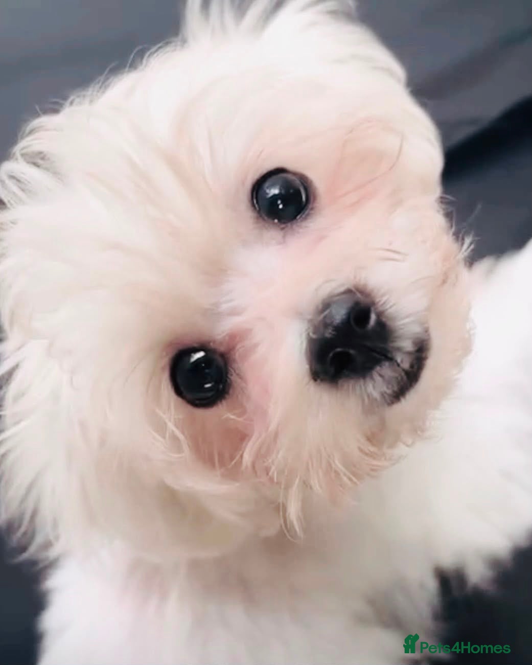 Maltese dogs Beautiful Maltese Puppy Lola – £750 🐾 - Advert 16