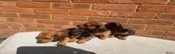 Miniature Dachshund dogs for sale: Champion bloodline miniature long haired dachshund - Advert 12