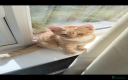 British Shorthair cats for sale: Ginger cat ready to leave asap - Image 1