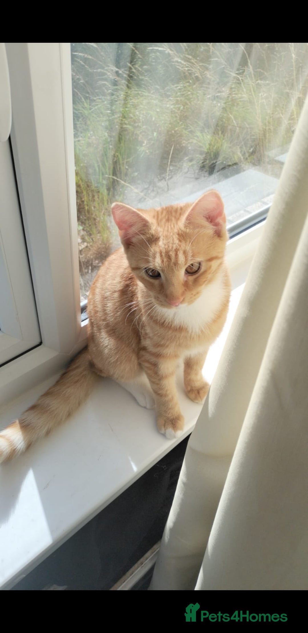British Shorthair cats for sale: Ginger cat ready to leave asap - Image 1