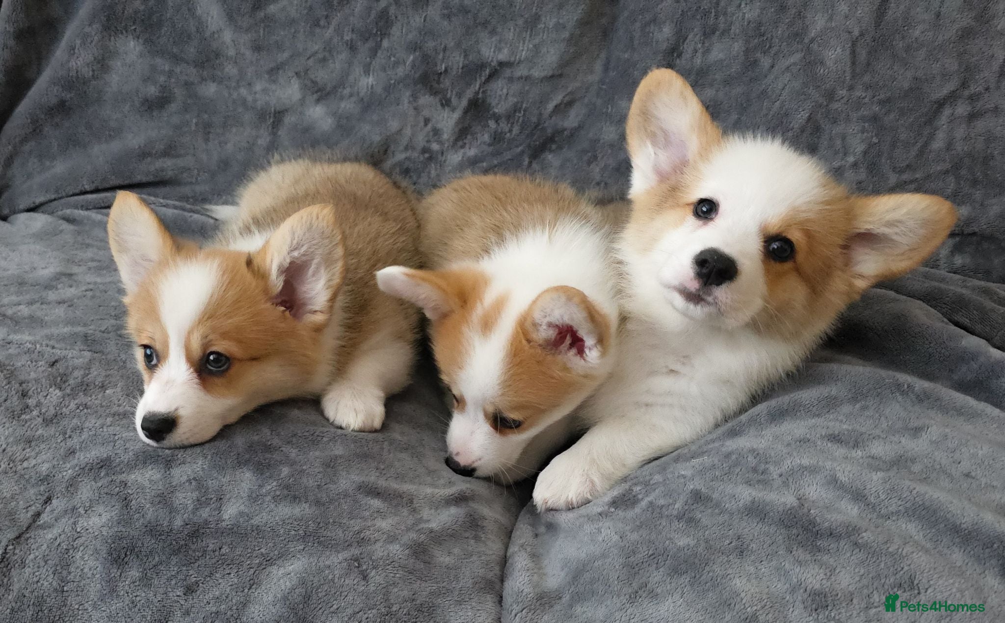 Welsh Corgi Pembroke dogs Corgi Puppies for Loving Homes – 1 Male, 1 Female - Advert 2