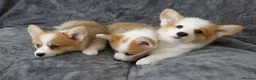 Welsh Corgi Pembroke dogs for sale: Corgi Puppies for Loving Homes – 1 Male, 1 Females - Advert 4
