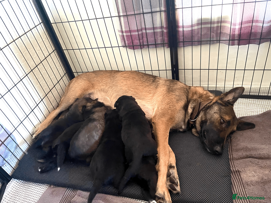 Mixed Breed dogs for sale: border collie x German shepherd \ Belgian puppys - Advert 1