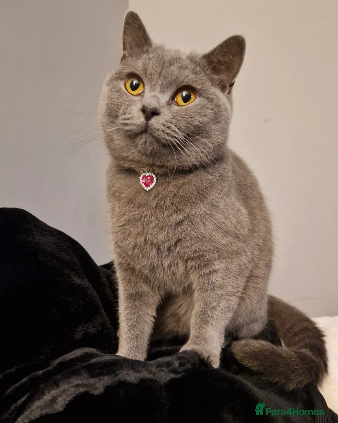 British Shorthair cats for sale:  Beautiful Female british shorthair  - Advert 2
