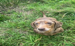 Miniature Dachshund dogs for sale: 2 miniature dachshunds £500 each - Advert 4