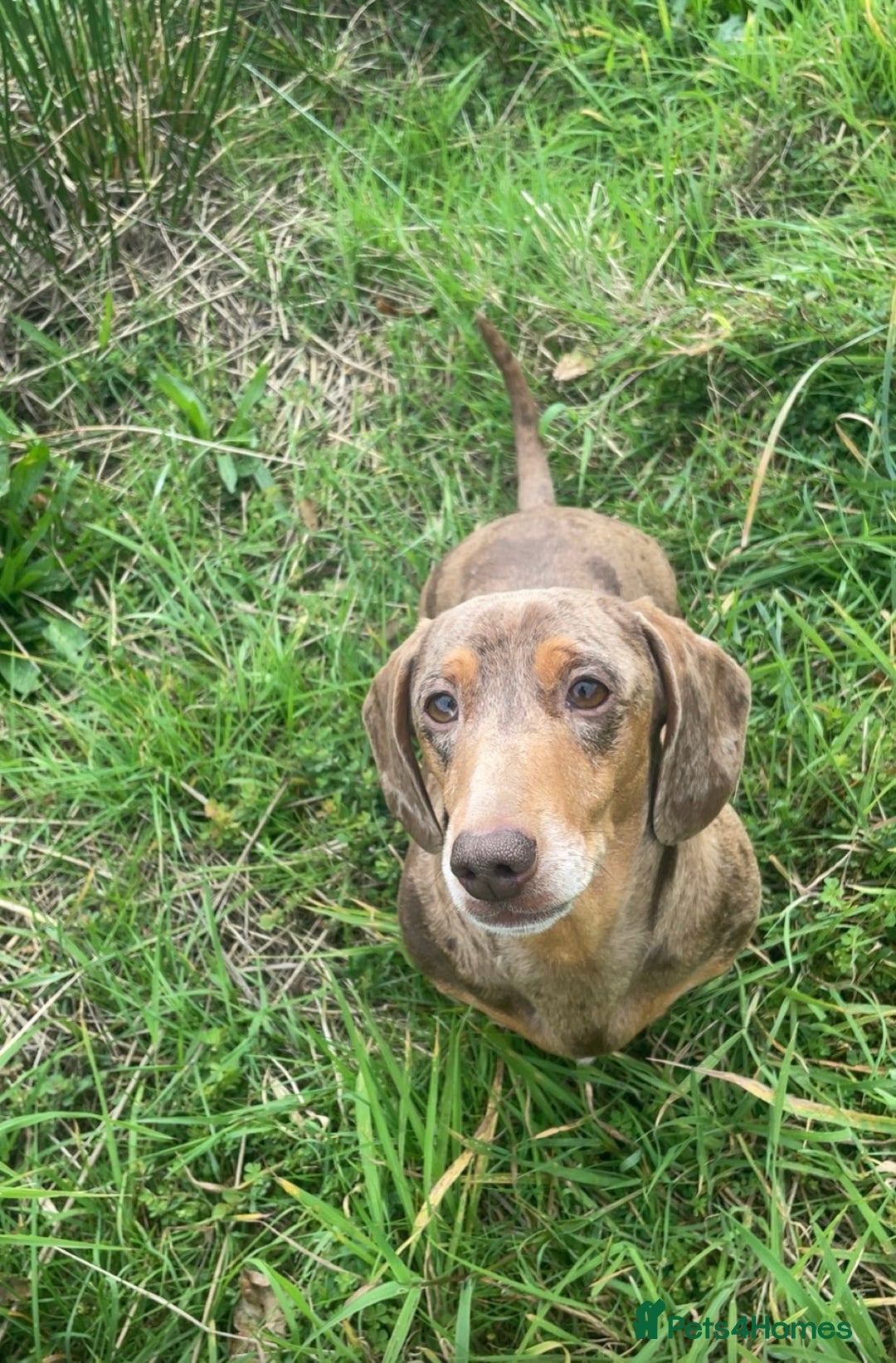 Miniature Dachshund dogs for sale: 2 miniature dachshunds £500 each - Advert 4