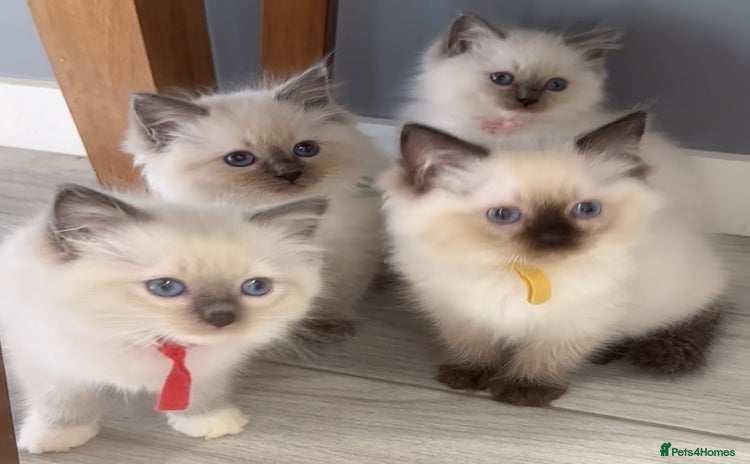 Ragdoll cats - Advert 3