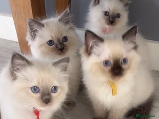 Ragdoll cats - Advert 3