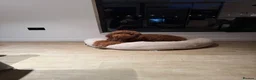 Standard Poodle dogs for sale: Looking for a Forever Home for Bailey - Advert 5