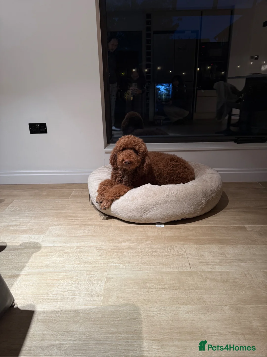 Standard Poodle dogs for sale: Looking for a Forever Home for Bailey - Advert 5