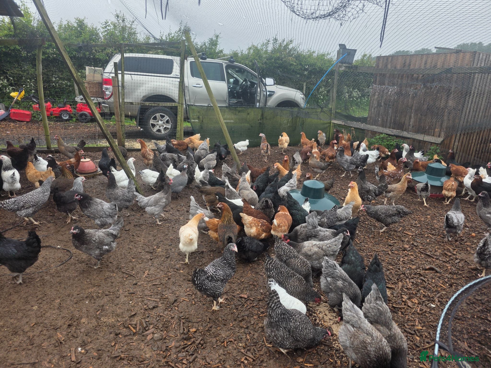 Chickens poultry Hybrid hens for sale - Advert 1