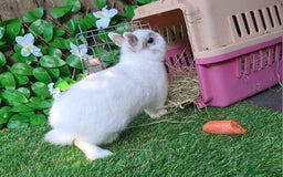 Netherland Dwarf rabbits for sale: PURE BRED NETHERLAND DWARFS - VACCINATED READY NOW - Advert 9