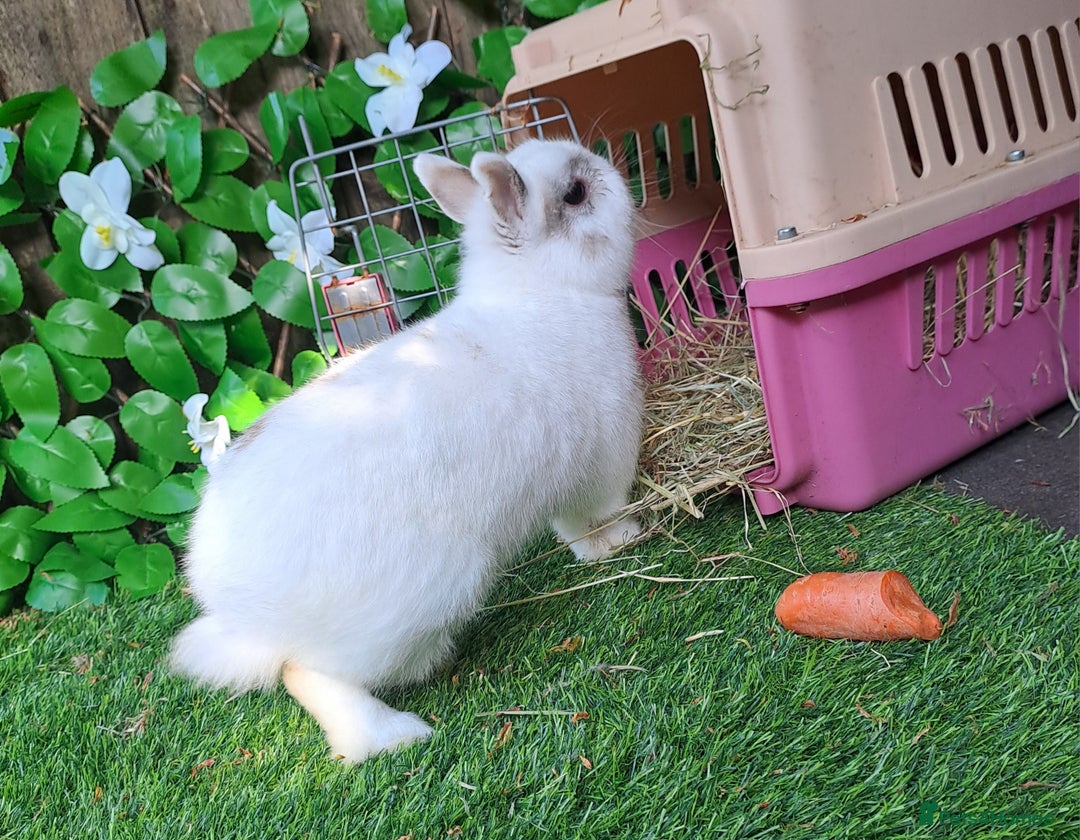 Netherland Dwarf rabbits for sale: PURE BRED NETHERLAND DWARFS - VACCINATED READY NOW - Advert 9
