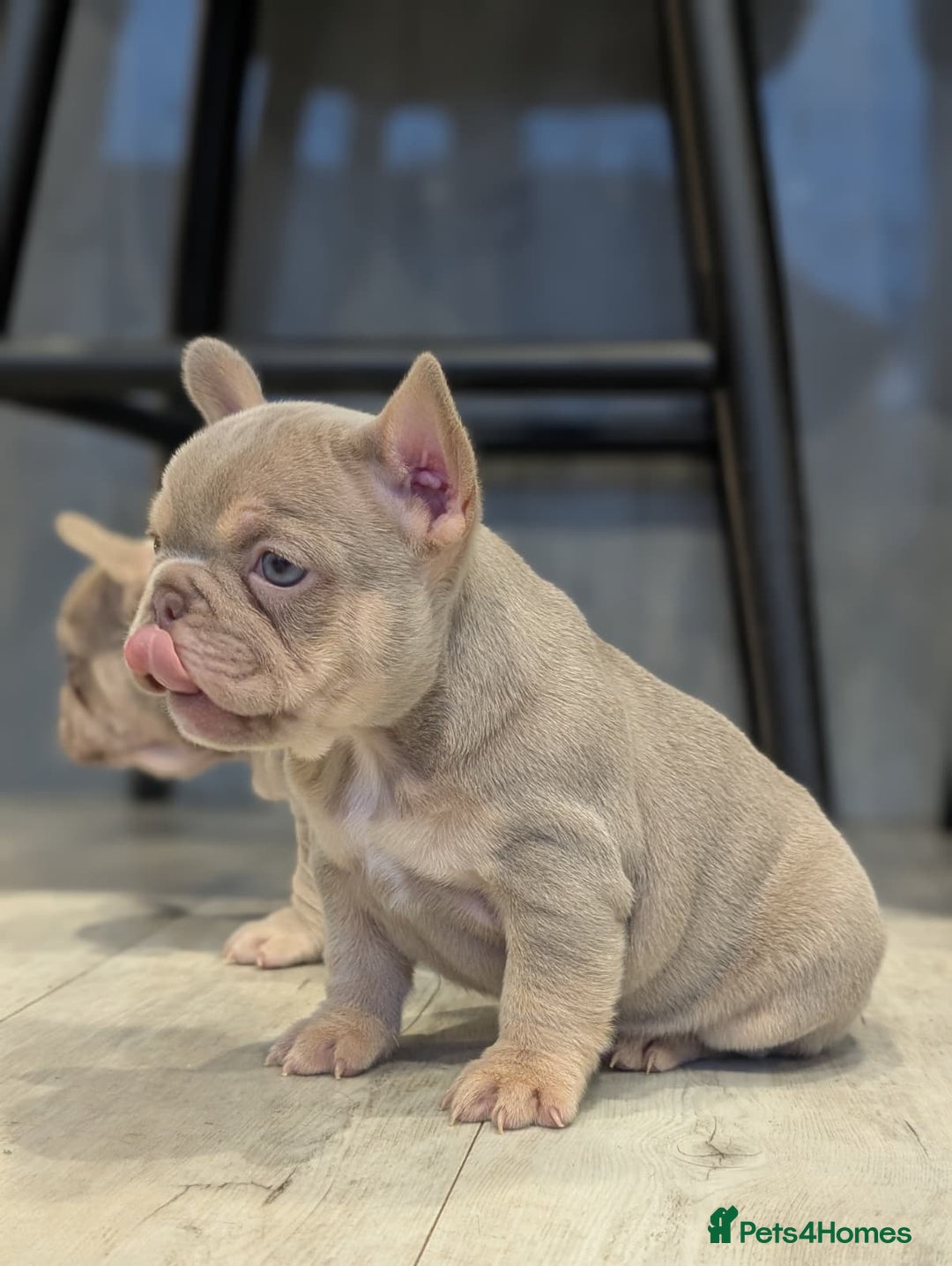 French Bulldog dogs for sale: Beautiful health clear French bulldogs - Advert 2