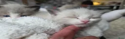 Ragdoll cats for sale: Pure Ragdoll Kittens 🌸 - Advert 5