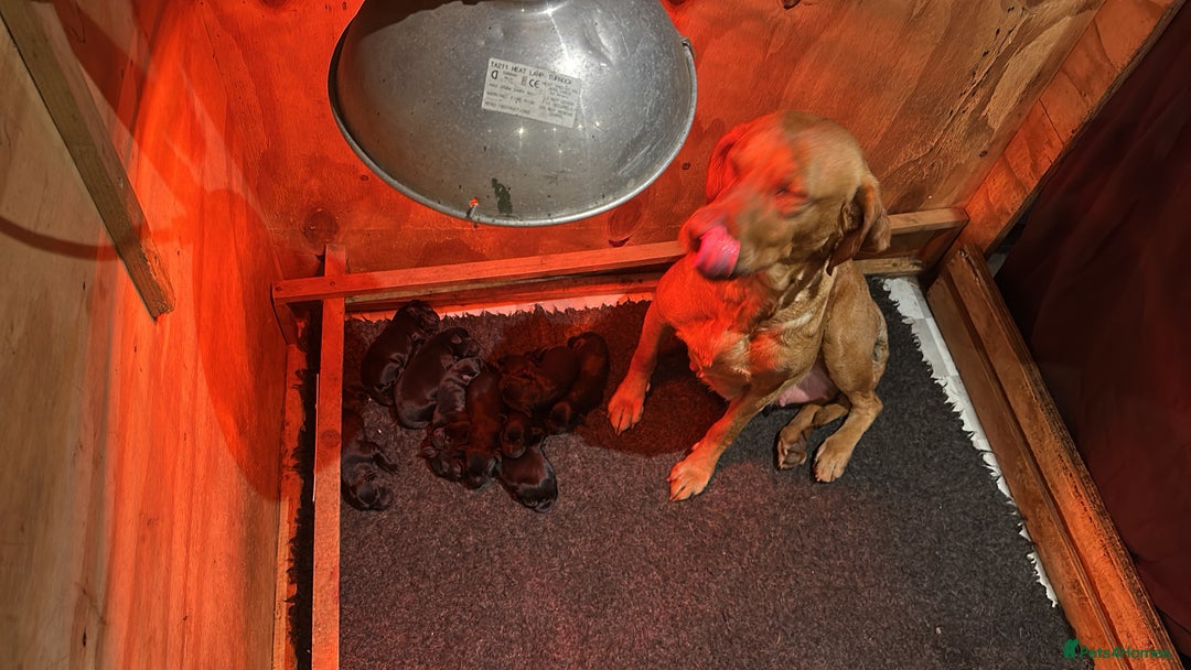 Labrador Retriever dogs for sale: 9 Beautiful Labrador retriever puppies  - Advert 3