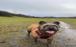 French Bulldog dogs for sale: Fluffy French Bulldog Puppies FOR SALE -  - Image 18