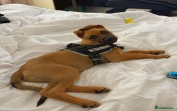 Mixed Breed dogs for sale: Max 12 weeks old  - Image 2