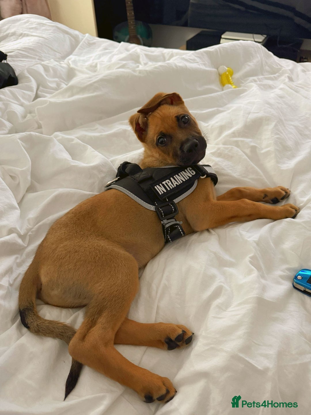 Mixed Breed dogs for sale: Max 12 weeks old  - Image 2