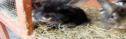 Mini Lion Lop rabbits for sale:  baby rabbits available now  - Advert 3