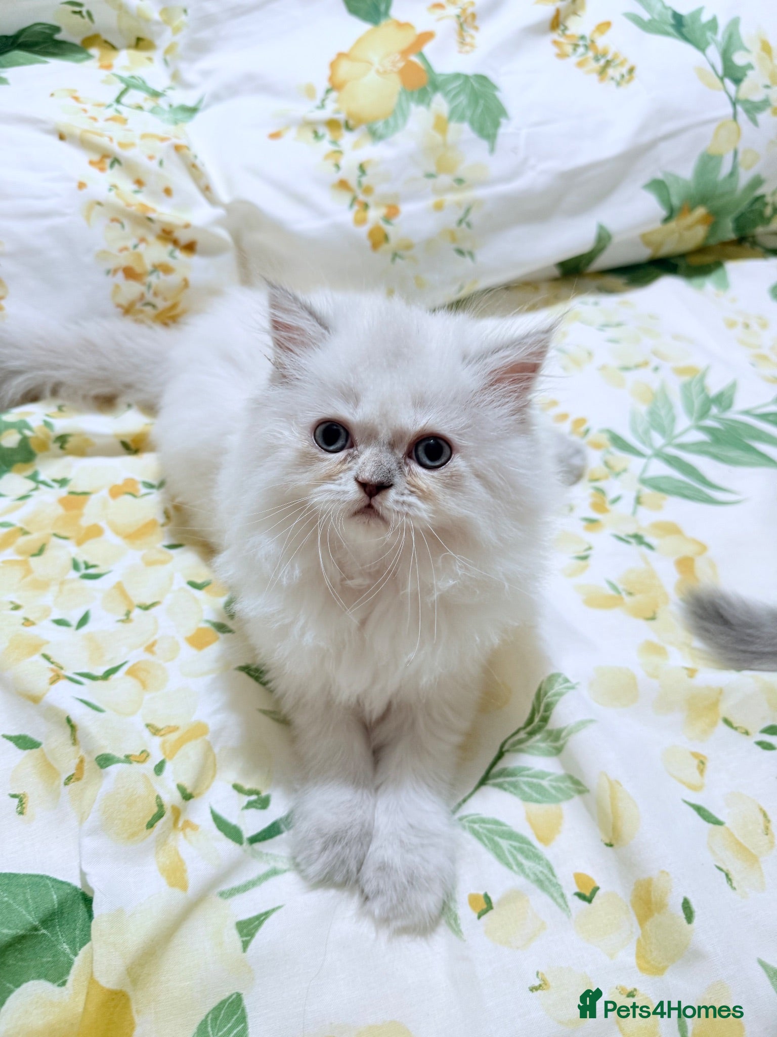 Persian cats Persian  - Advert 2