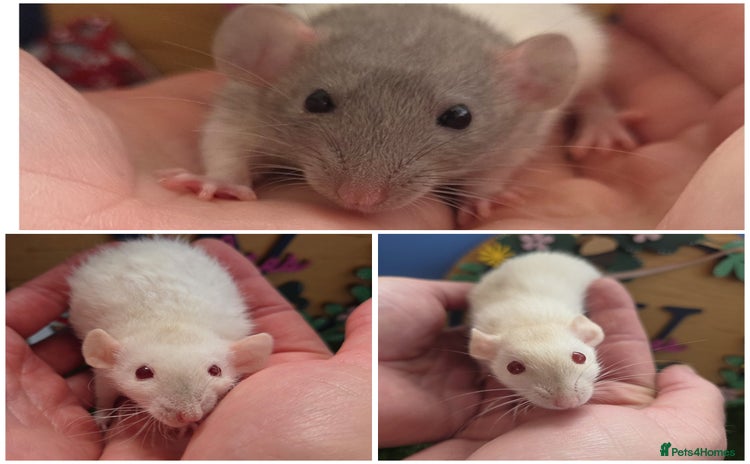 Rat rodents - Advert 1