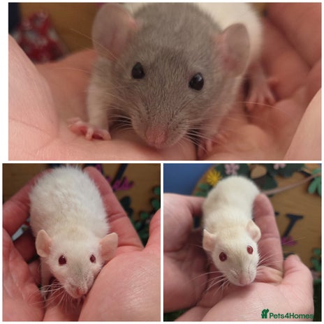 Rat rodents - Advert 16