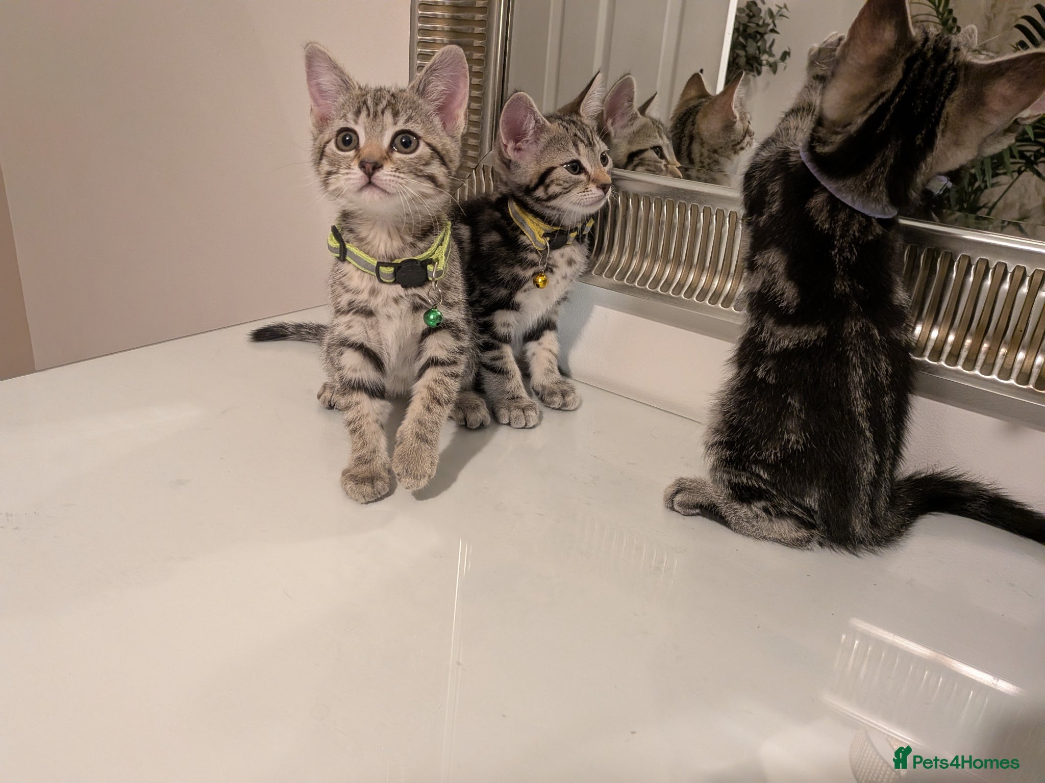 Mixed Breed cats Adorable kittens in London(SE18)😻♥️😻 - Advert 2